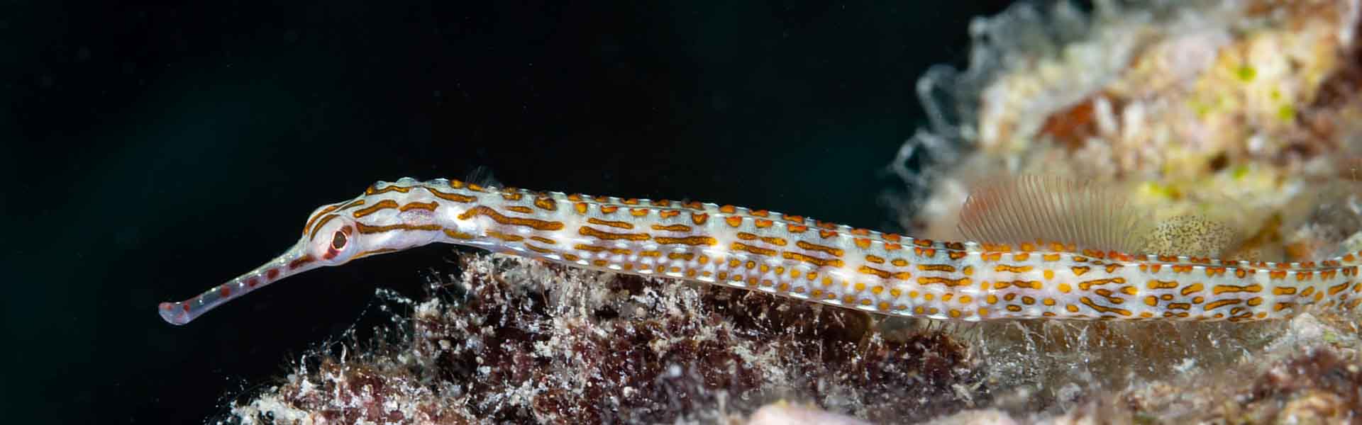 the-samoan-pipefish